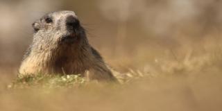 Comptage marmottes