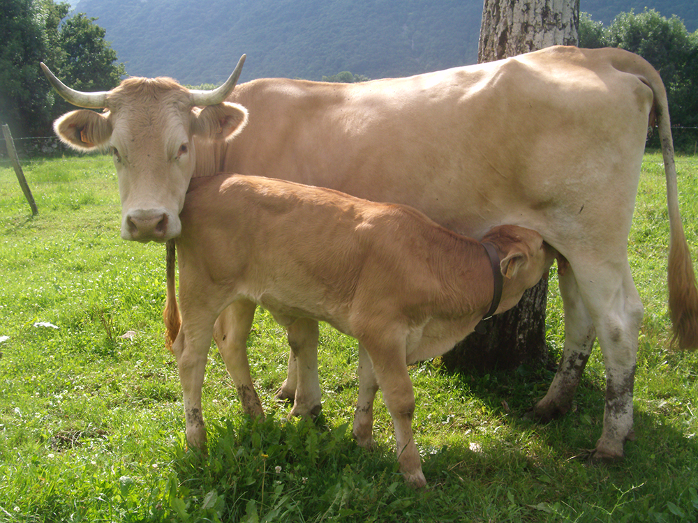 La vache Villard-de-Lans