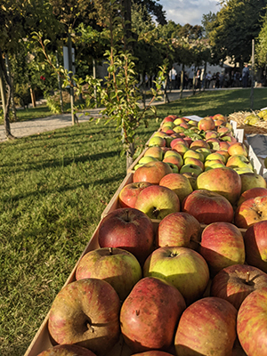 Fête de la pomme à Beauvoir-en-Royans