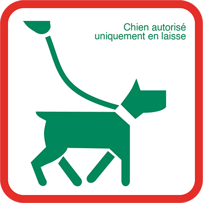 Chiens tenus en laisse