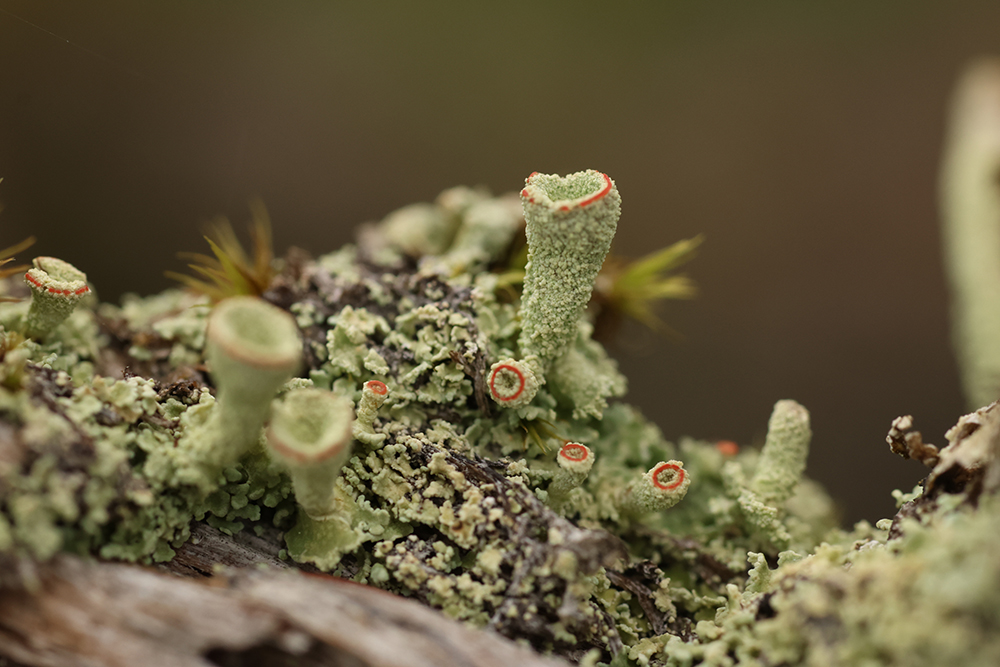 Inventaire lichens