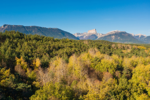 Les forêts