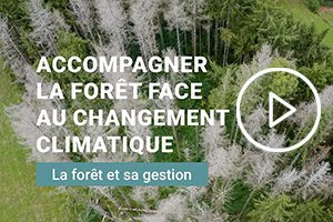 forêt changement climatique