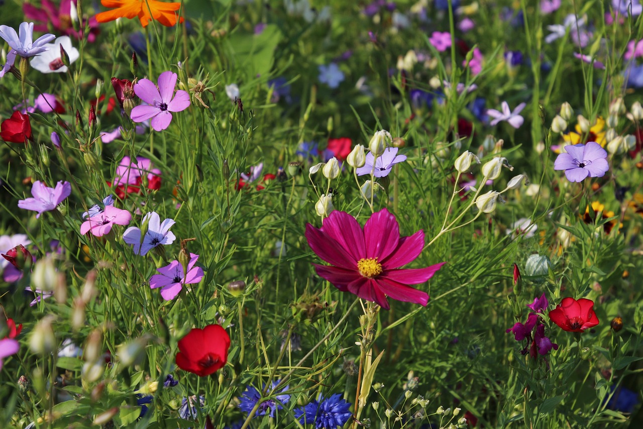 Troc de plantes et de graines