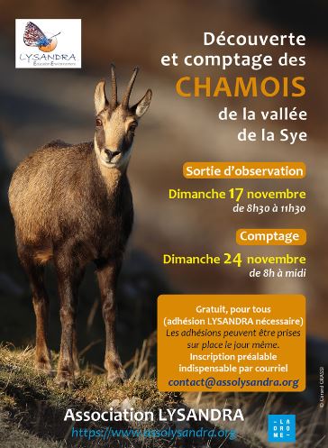 Sortie observation: découverte des chamois