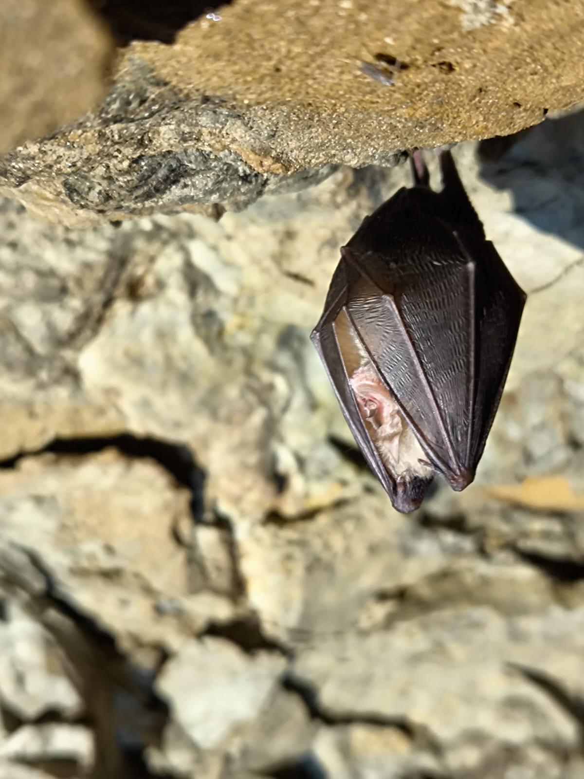 Soirée découverte sur les chauves-souris