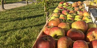 Fête de la pomme à Beauvoir-en-Royans